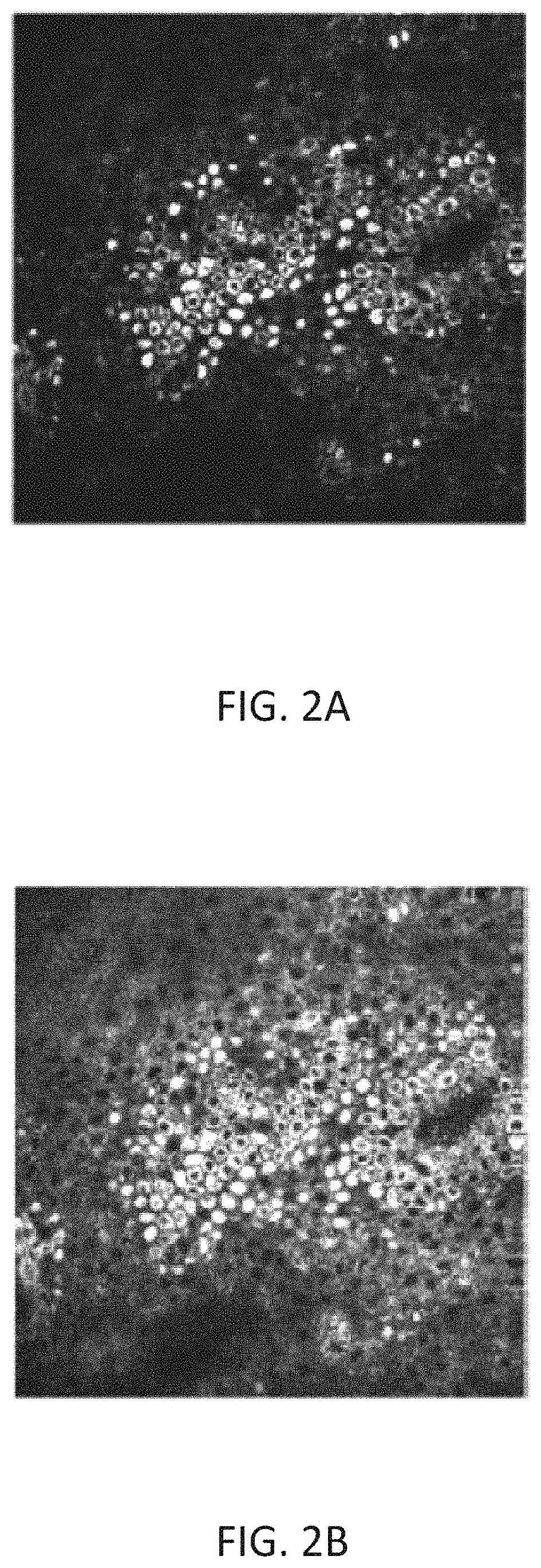 Method for determining cellular nuclear-to-cytoplasmic ratio