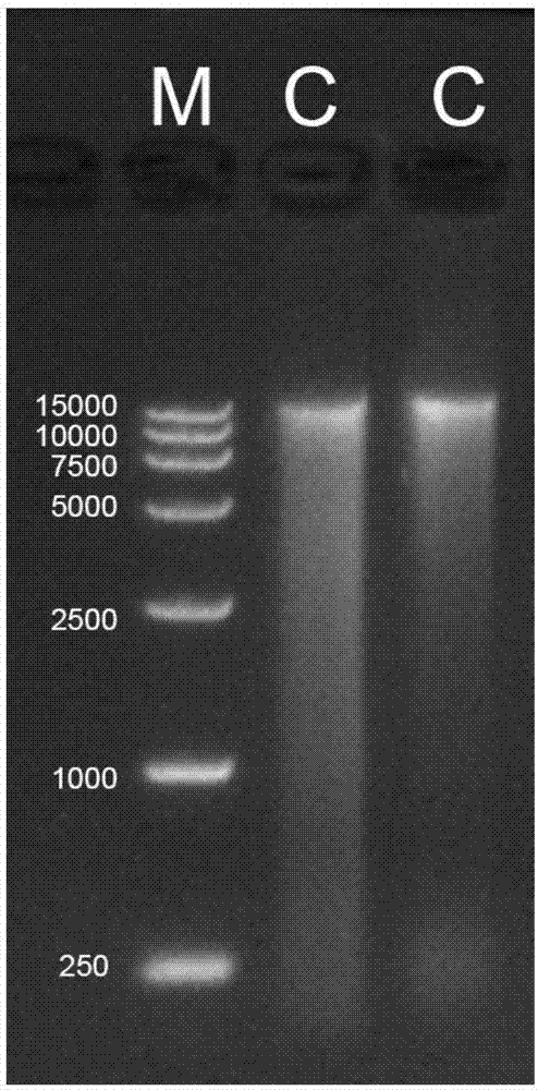 Pretreatment method for extracting metagenome DNA of intestinal contents