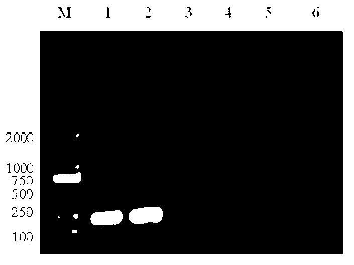 Reverse transcription-polymerase chain reaction (RT-PCR) detection kit for infectious haematopoietic necrosis viruses (IHNV) and preparation method of kit