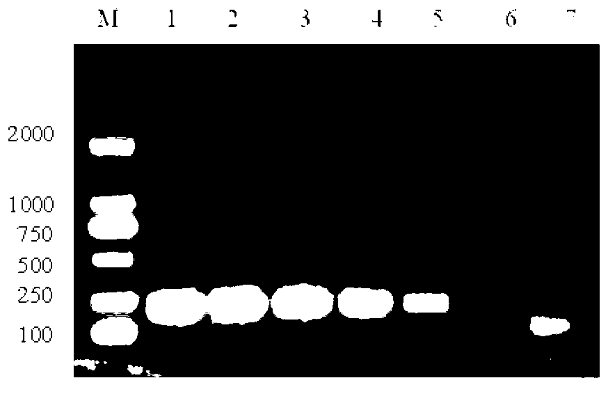 Reverse transcription-polymerase chain reaction (RT-PCR) detection kit for infectious haematopoietic necrosis viruses (IHNV) and preparation method of kit