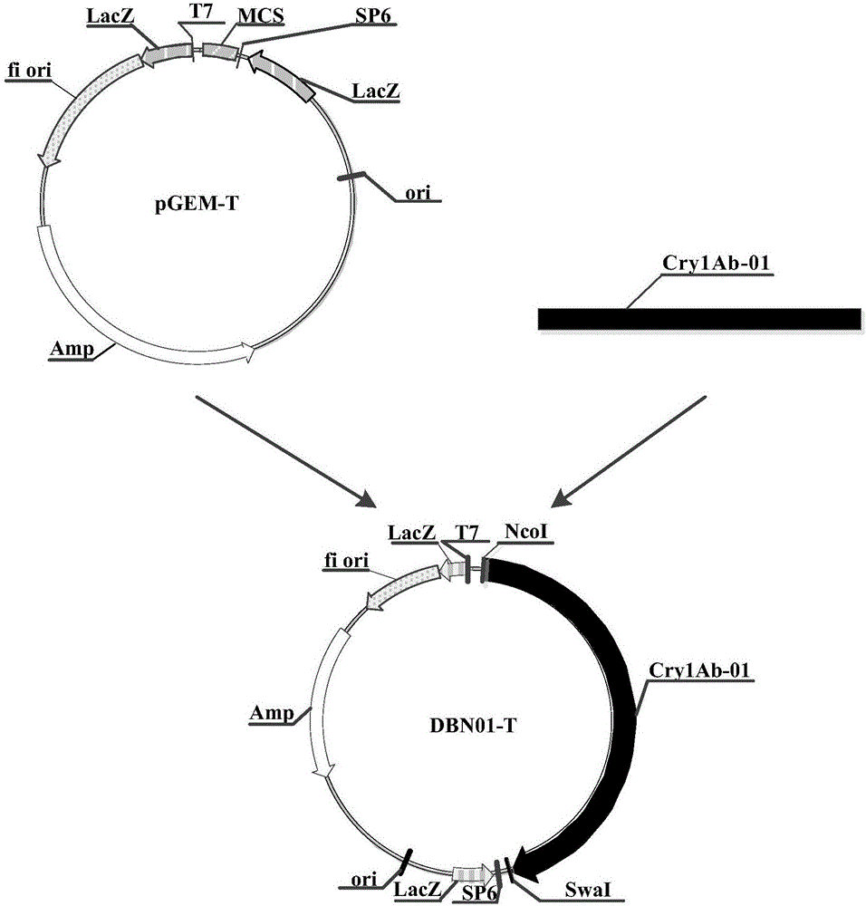 The application of insecticidal protein