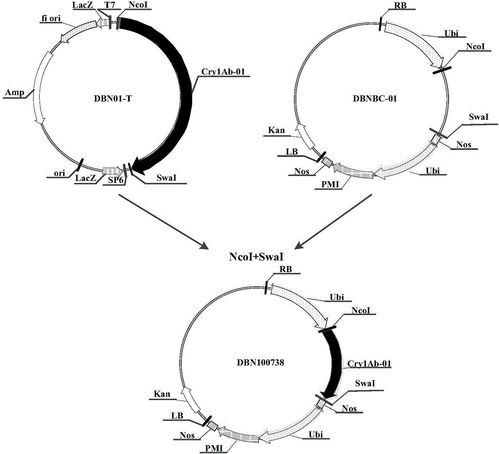 The application of insecticidal protein