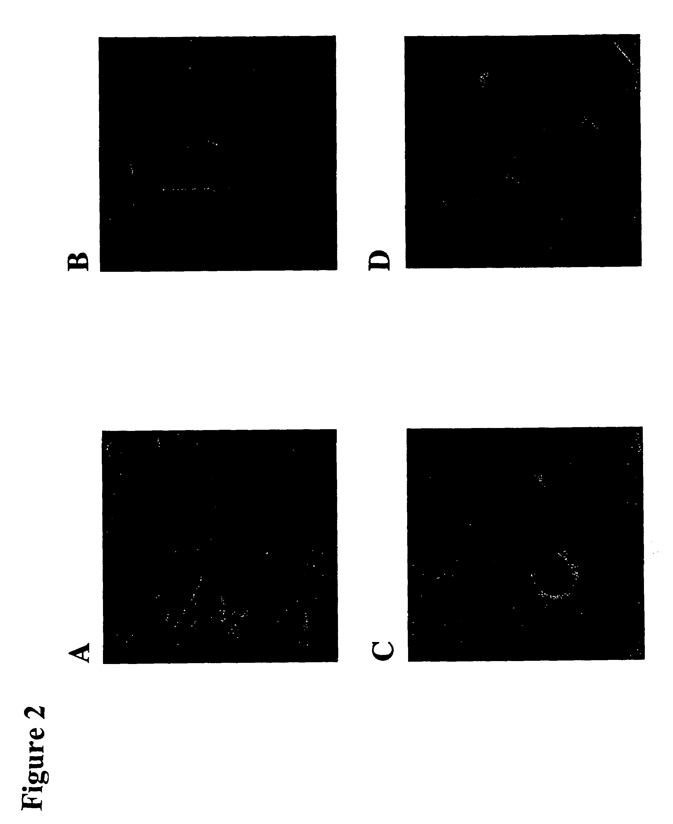 Protein associated with cell stress response