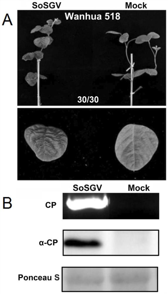 Soybean disease-green related virus infectious cloning vector and efficient soybean inoculation method