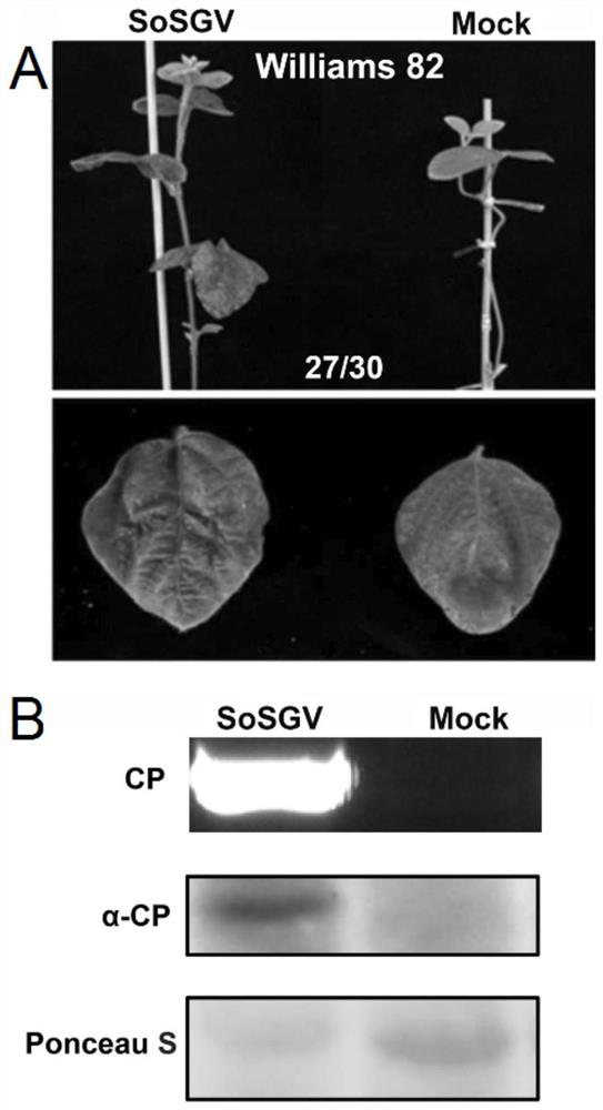 Soybean disease-green related virus infectious cloning vector and efficient soybean inoculation method