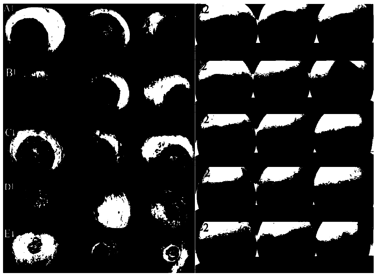 Method and formula for double-layer coating for inhibiting postharvest diseases of apples