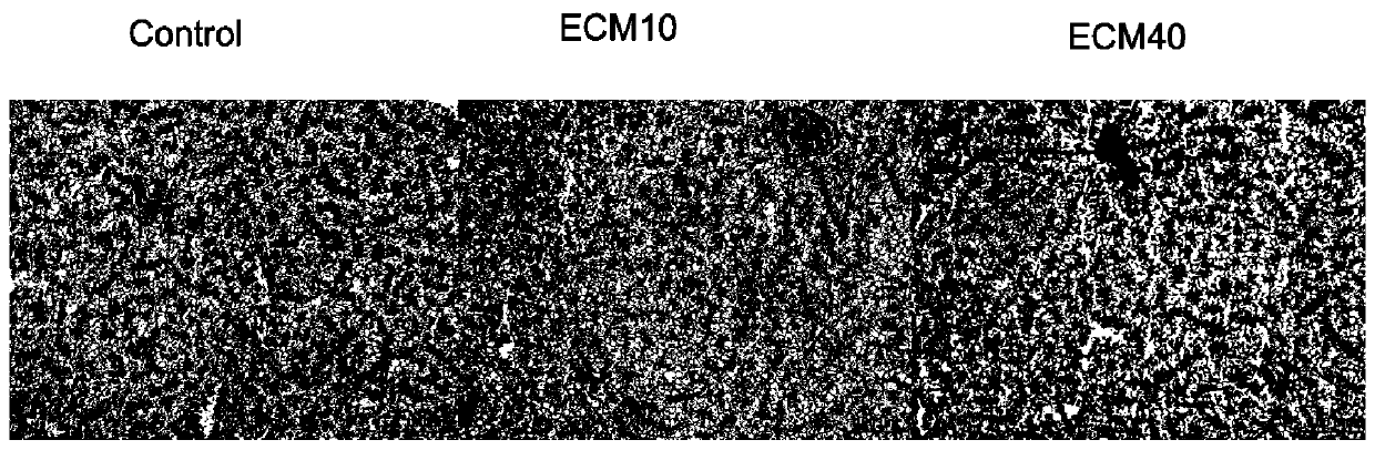 Application of clostridium ethanol proteins to low-starch expanded floating feed for carnivorous fishes