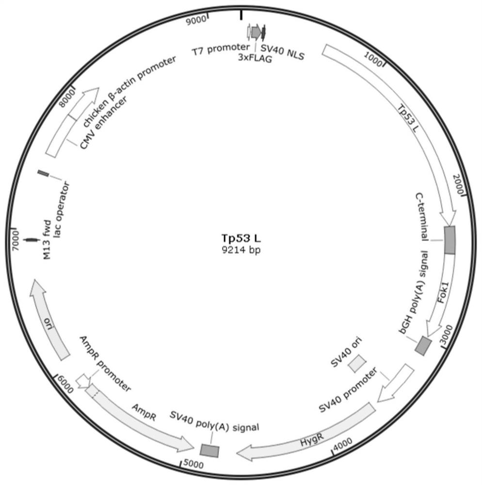 Construction method and short peptide of tp53 gene knockout animal model