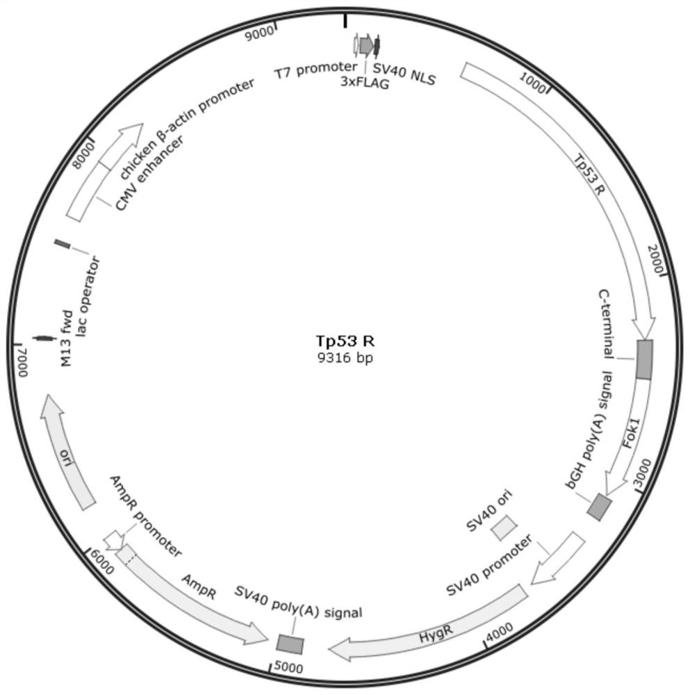 Construction method and short peptide of tp53 gene knockout animal model