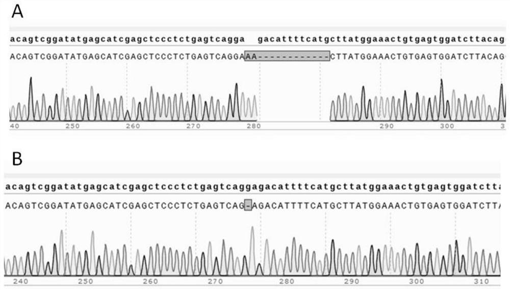 Construction method and short peptide of tp53 gene knockout animal model