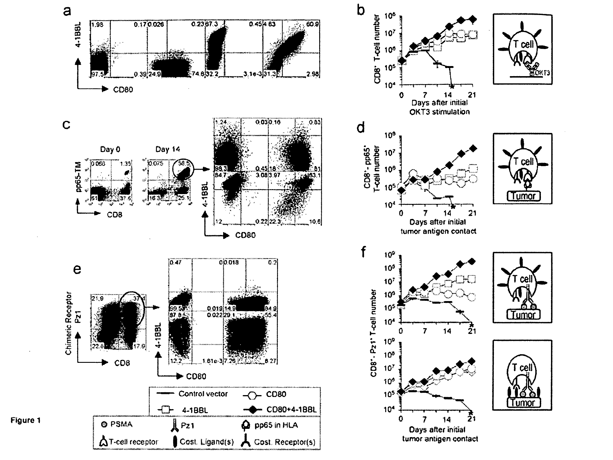 Constitutive expression of costimulatory ligands on adoptively transferred t lymphocytes