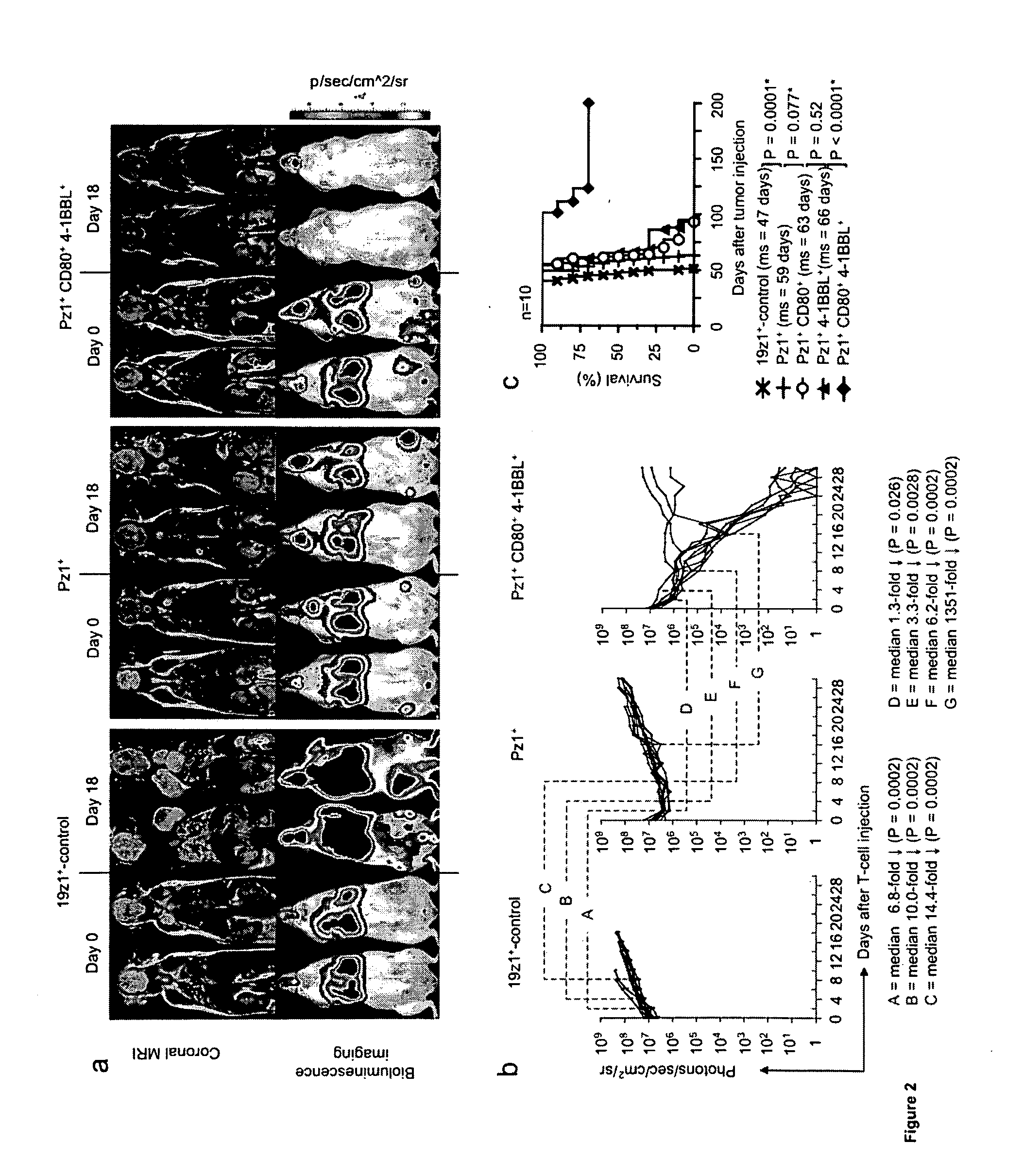 Constitutive expression of costimulatory ligands on adoptively transferred t lymphocytes