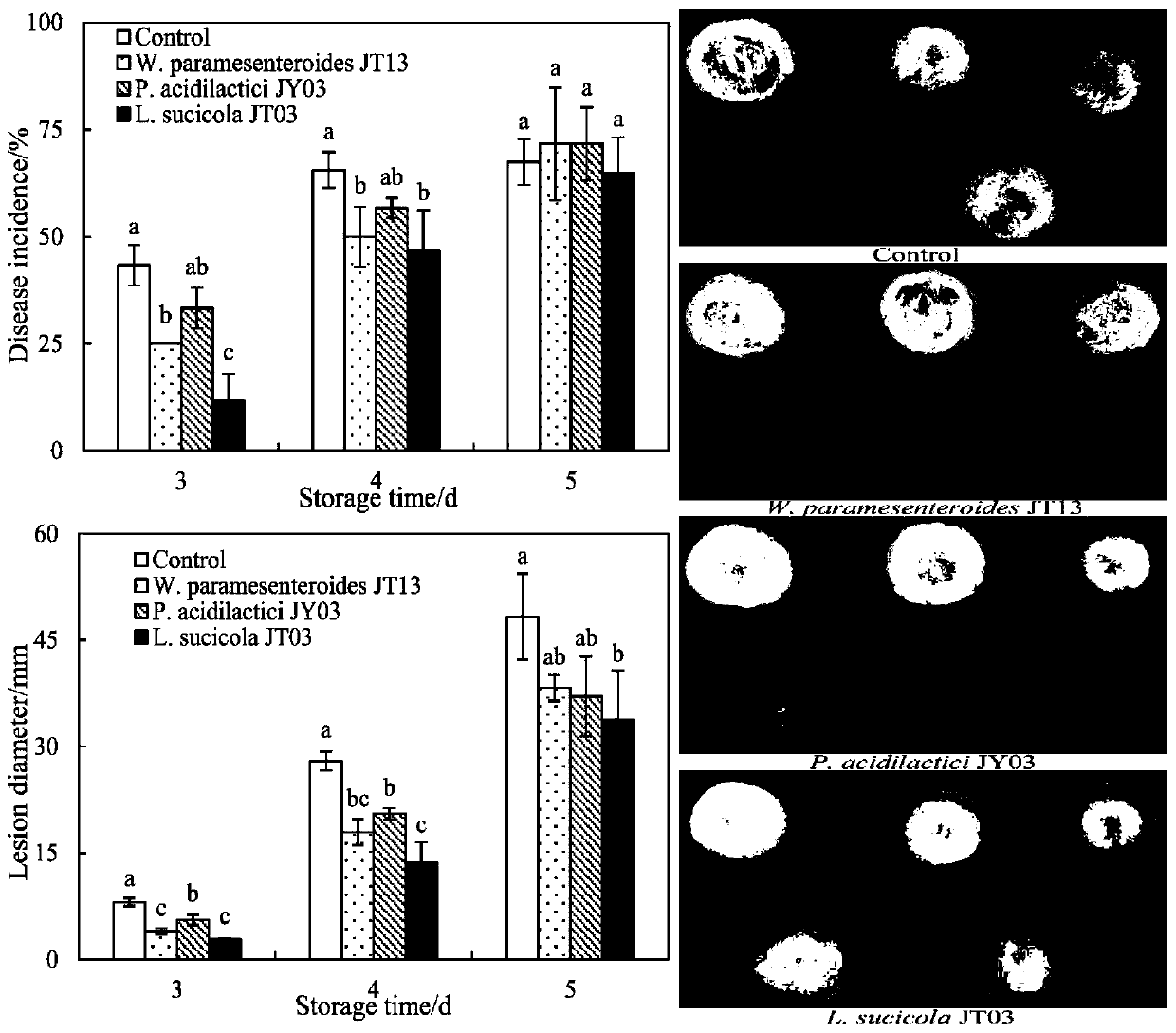 Lactobacillus sucicola and application thereof