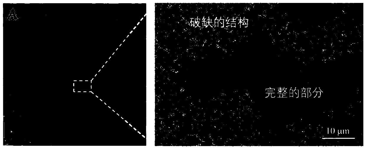 Graphene oxide membrane with tent-like structures, and preparation method and application thereof