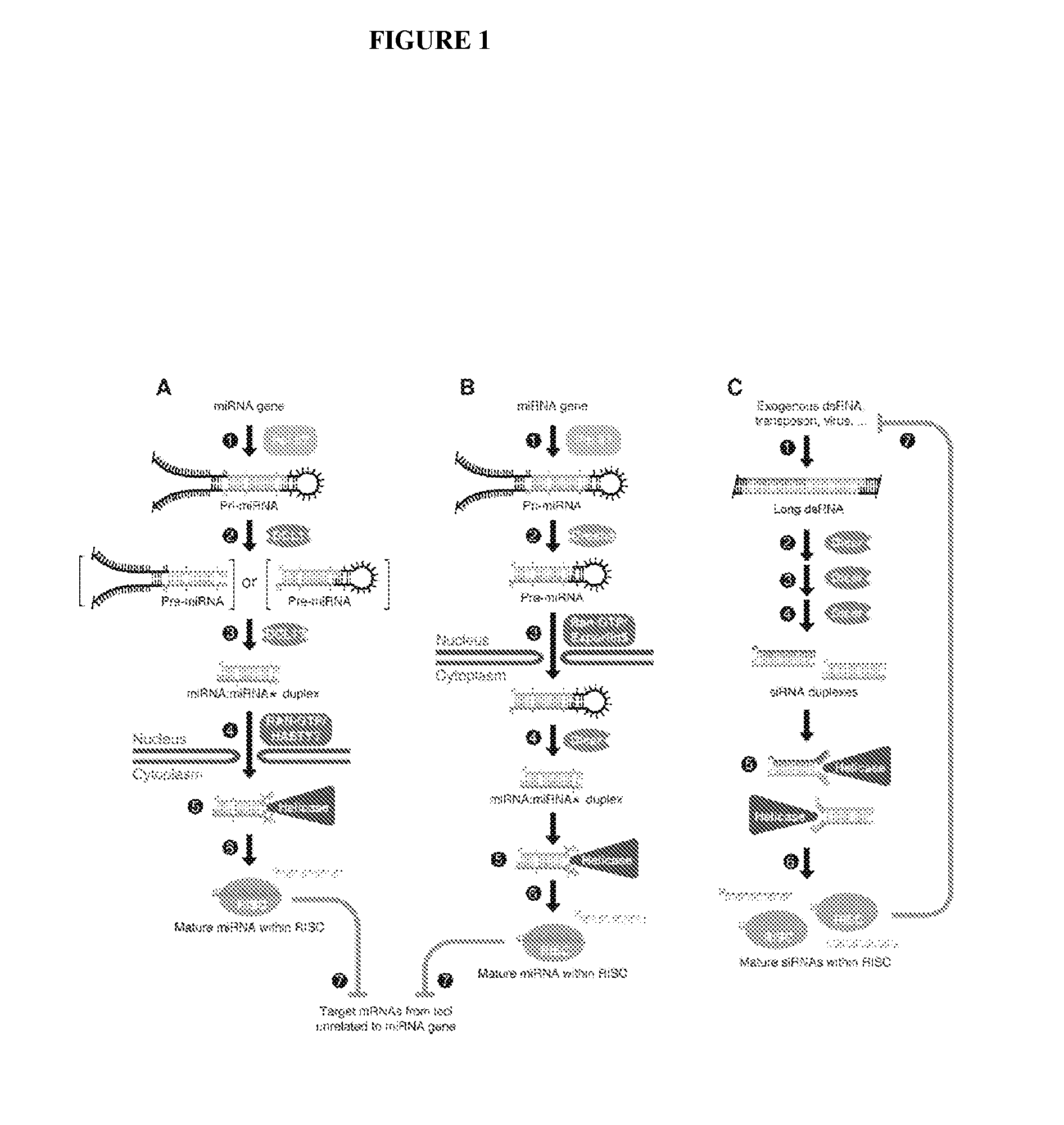 Micrornas and uses thereof