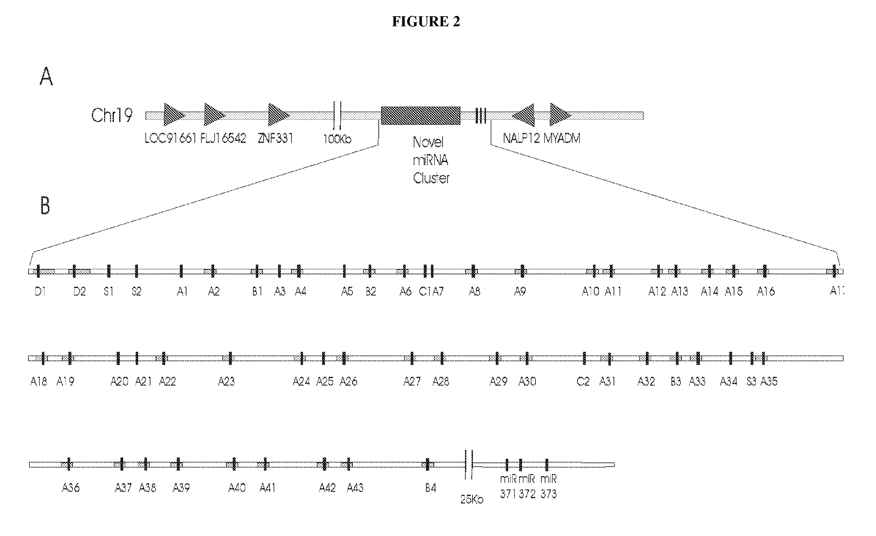 Micrornas and uses thereof