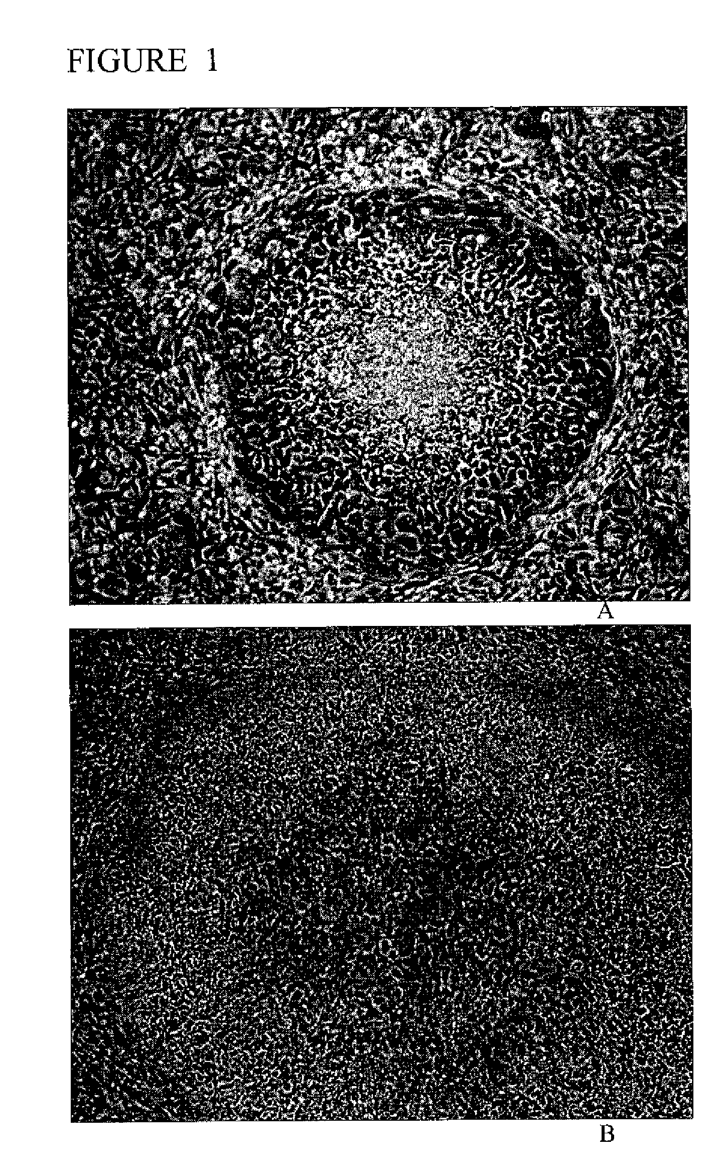 Alternative Compositions and Methods for the Culture of Stem Cells