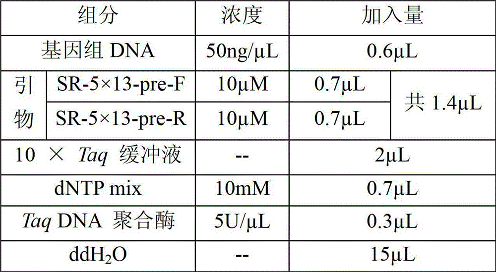 Method and special primer SR-5*13 for differentiating and auxiliarily differentiating mating types of bioplast monokaryons of lepista sordida (Fr) sings