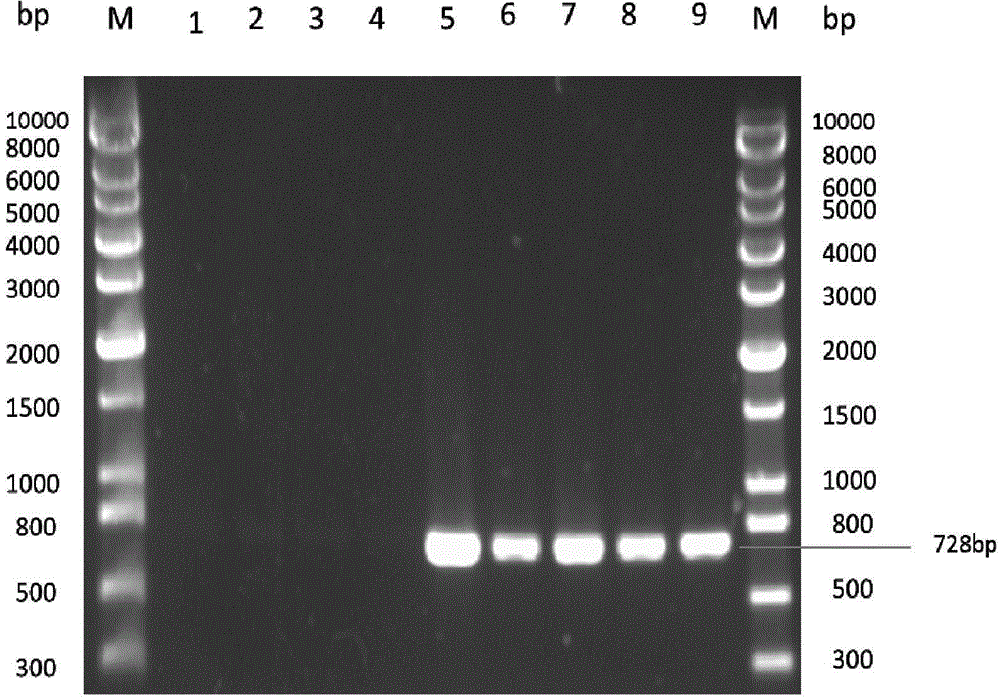 Method and special primer SR-5*13 for differentiating and auxiliarily differentiating mating types of bioplast monokaryons of lepista sordida (Fr) sings