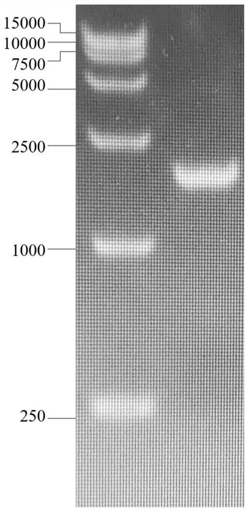 Thermostable beta-galactosidase and application thereof in synthesis of glycerol galactoside