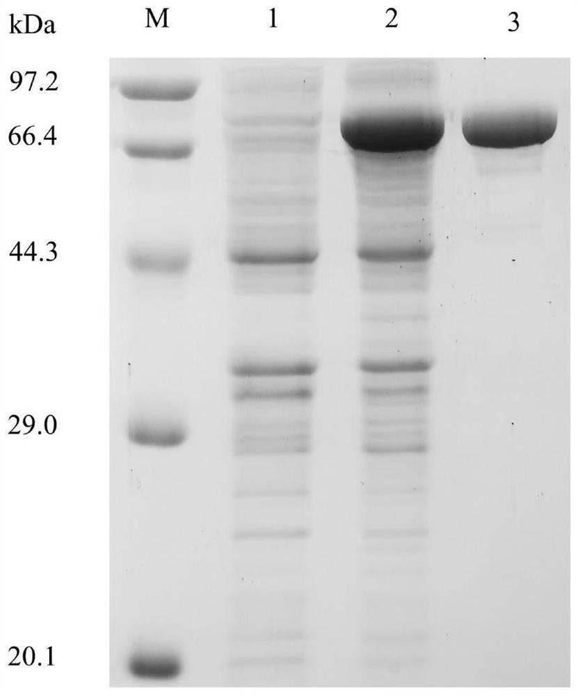 Thermostable beta-galactosidase and application thereof in synthesis of glycerol galactoside