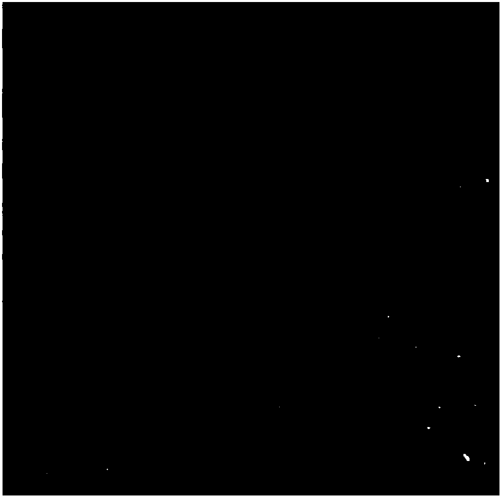 Serratia marcescens as well as separation method and application thereof