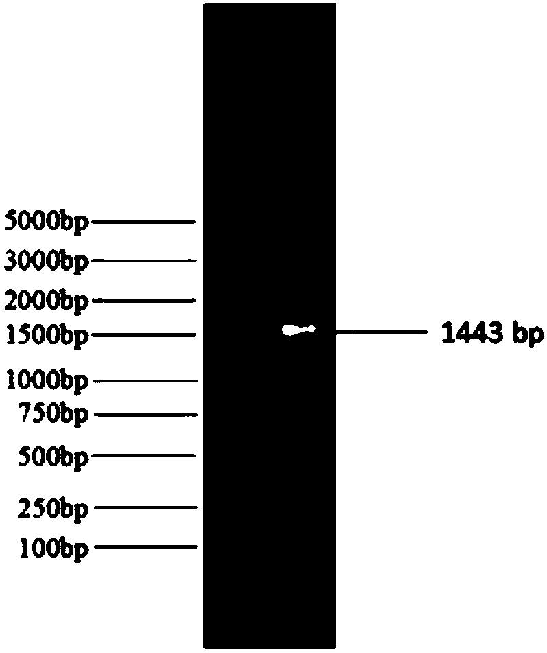 Serratia marcescens as well as separation method and application thereof