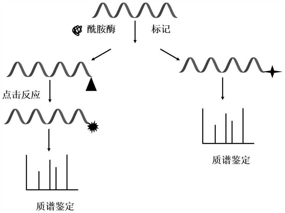 A Mass Spectrometry De novo Sequencing Method Based on Peptide C-terminus Selective Enzyme Labeling