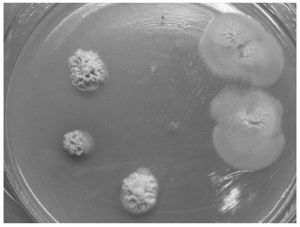 Method for agrobacterium-induced genetic transformation of Ustilaginoidea virens