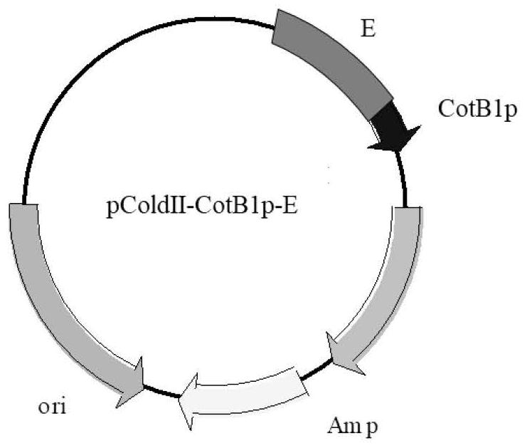 Method for preparing chiral amine through co-immobilization cascade reaction of alcohol dehydrogenase and amine dehydrogenase mediated by silicon dioxide binding peptide