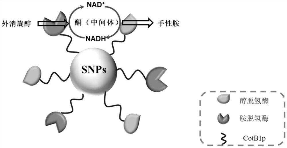 Method for preparing chiral amine through co-immobilization cascade reaction of alcohol dehydrogenase and amine dehydrogenase mediated by silicon dioxide binding peptide