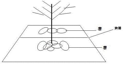 Potato layered tuber cultivation method