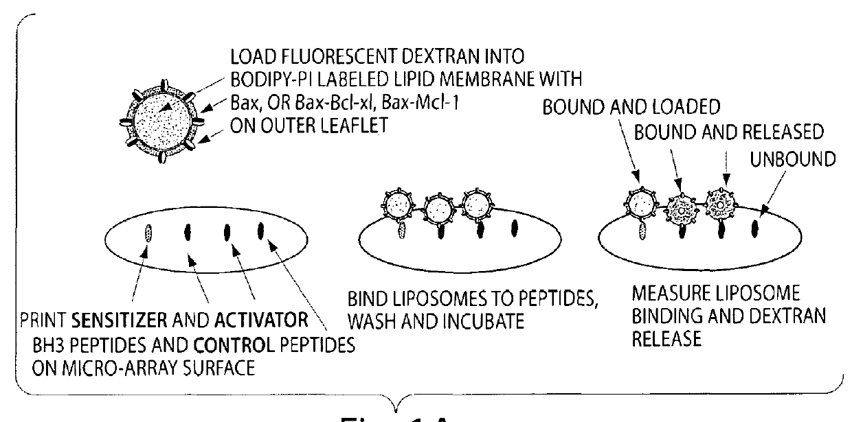 Assay system to identify therapeutic agents