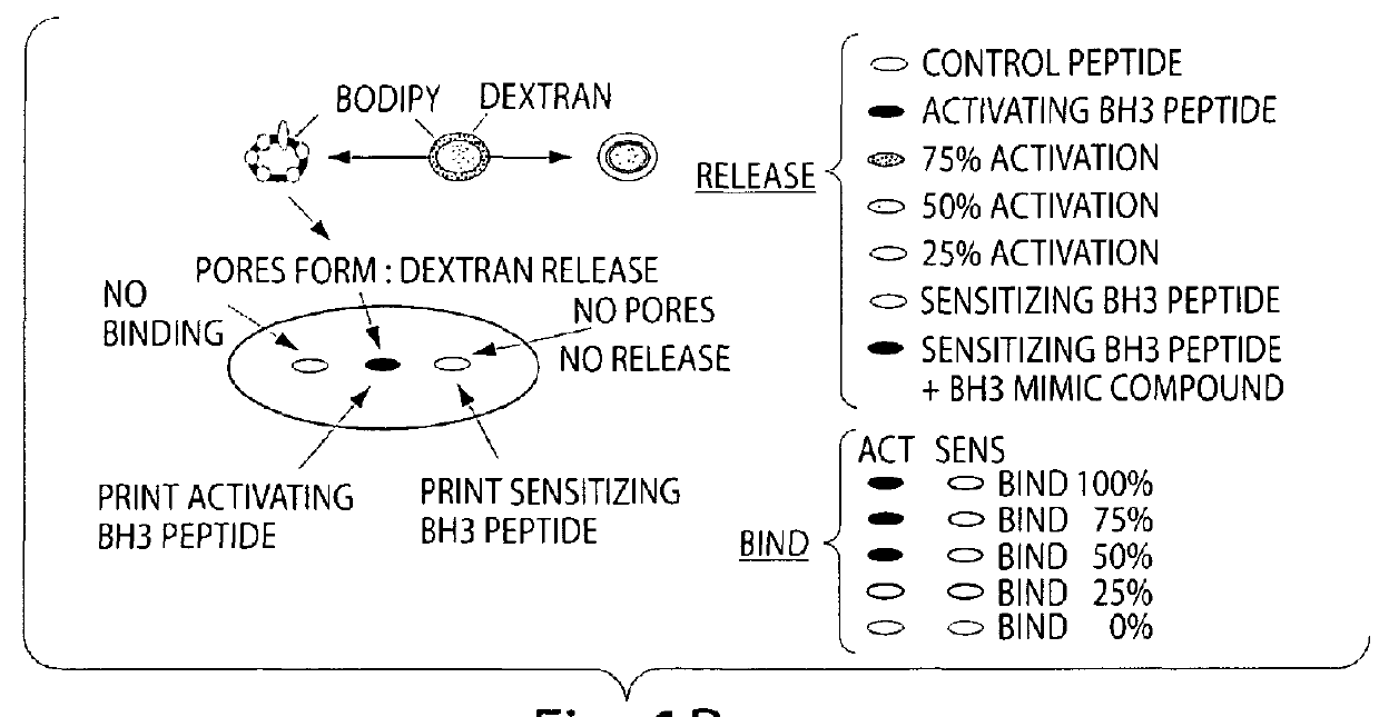 Assay system to identify therapeutic agents