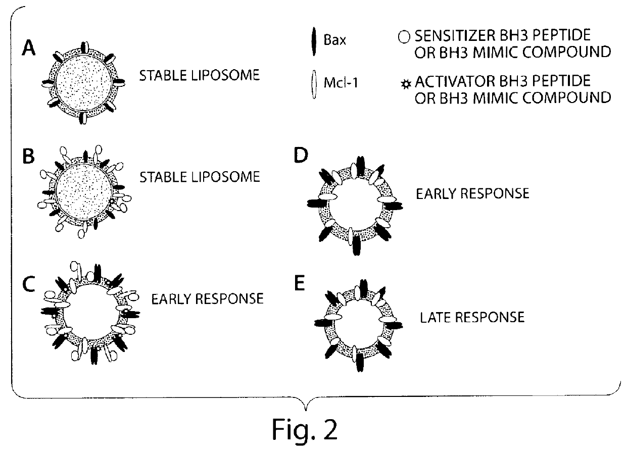 Assay system to identify therapeutic agents