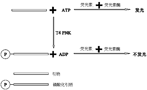 Method for quantitatively determining activity of T4 polynucleotide kinase