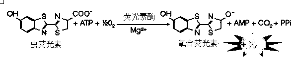 Method for quantitatively determining activity of T4 polynucleotide kinase