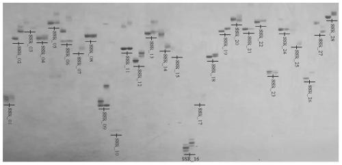 Group-of-soybean quantitative trait QTL loci and screening method thereof