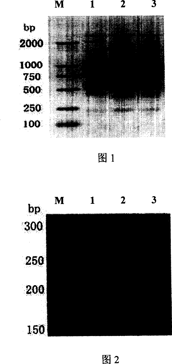 Rapid identification method for genetic purity of cabbage seed