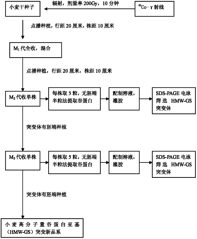 60Co-Gamma radiation method for breeding new wheat high-molecular-weight glutenin subunit line