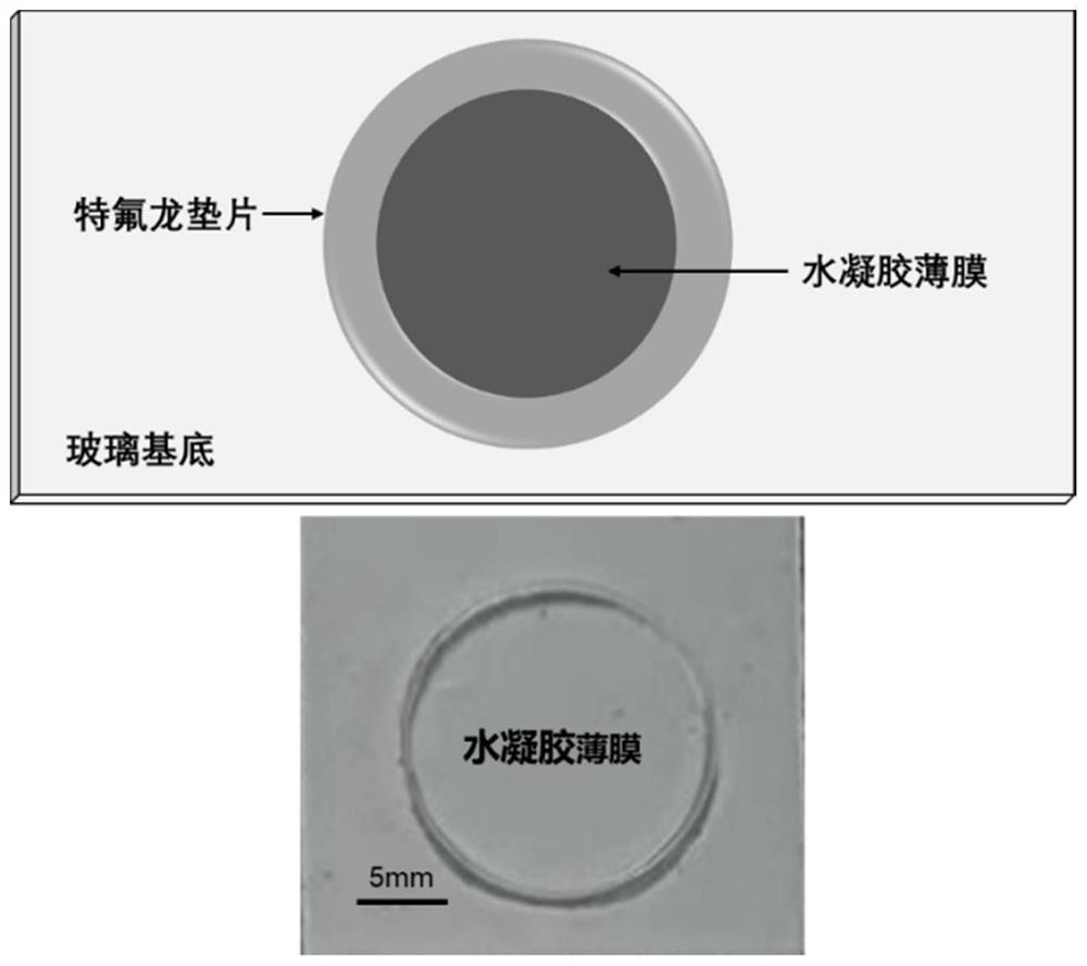 Application of polyethylene glycol hydrogel in preparation of self-adhesive biomedical material