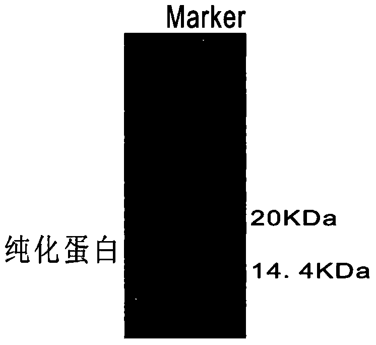 Method for separating yak stomach lysozyme