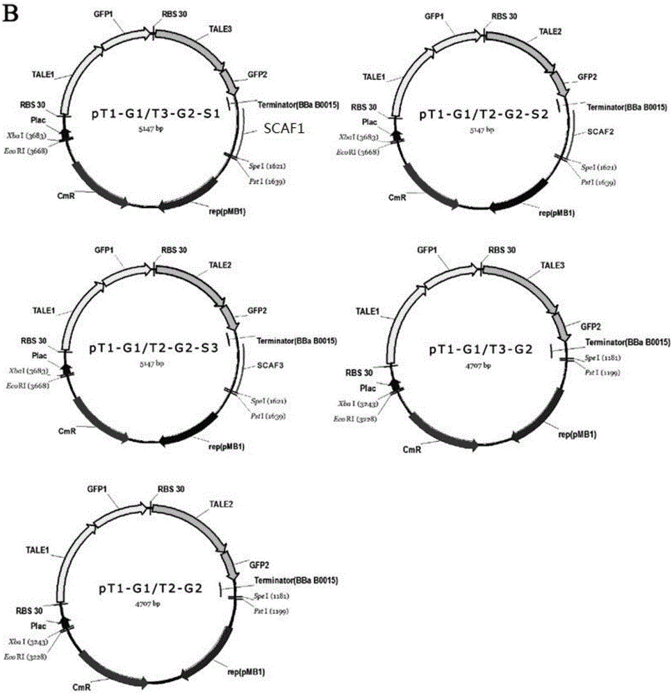 Intracellular scaffold structure and method