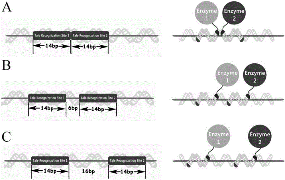 Intracellular scaffold structure and method