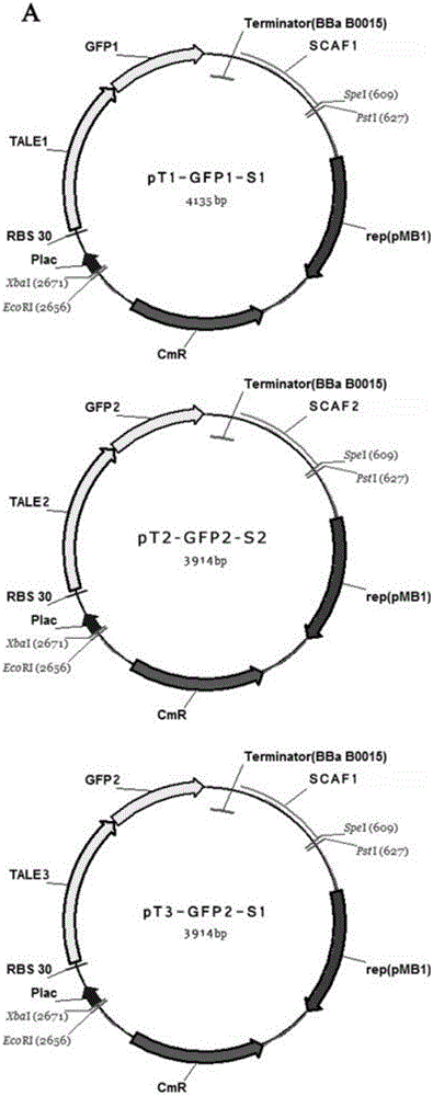 Intracellular scaffold structure and method