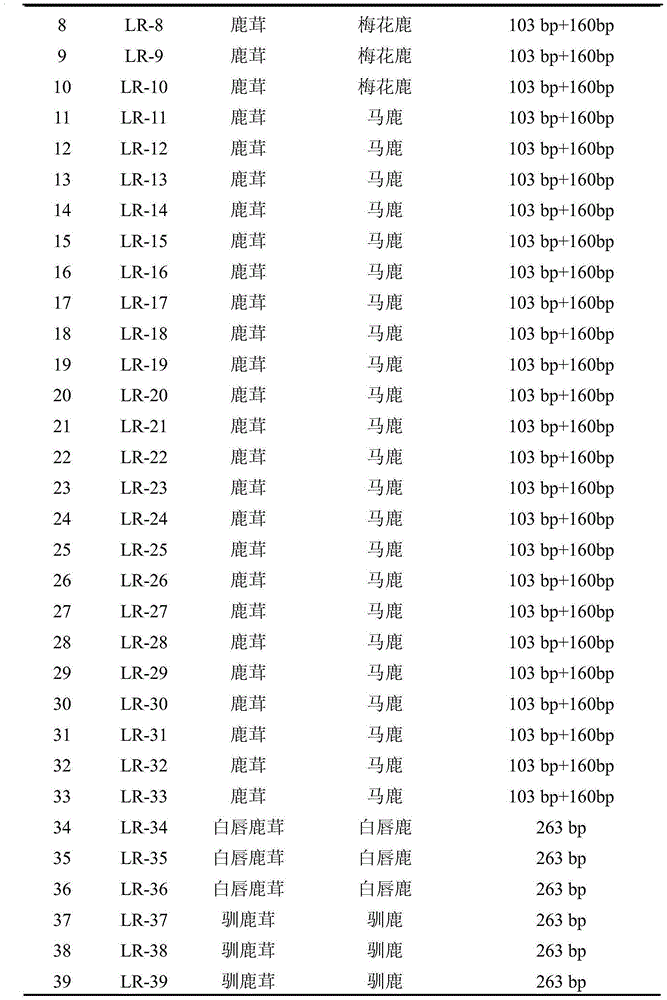 Method for identifying traditional Chinese medical material corn cervi pantotrichum based on PCR-RFLP