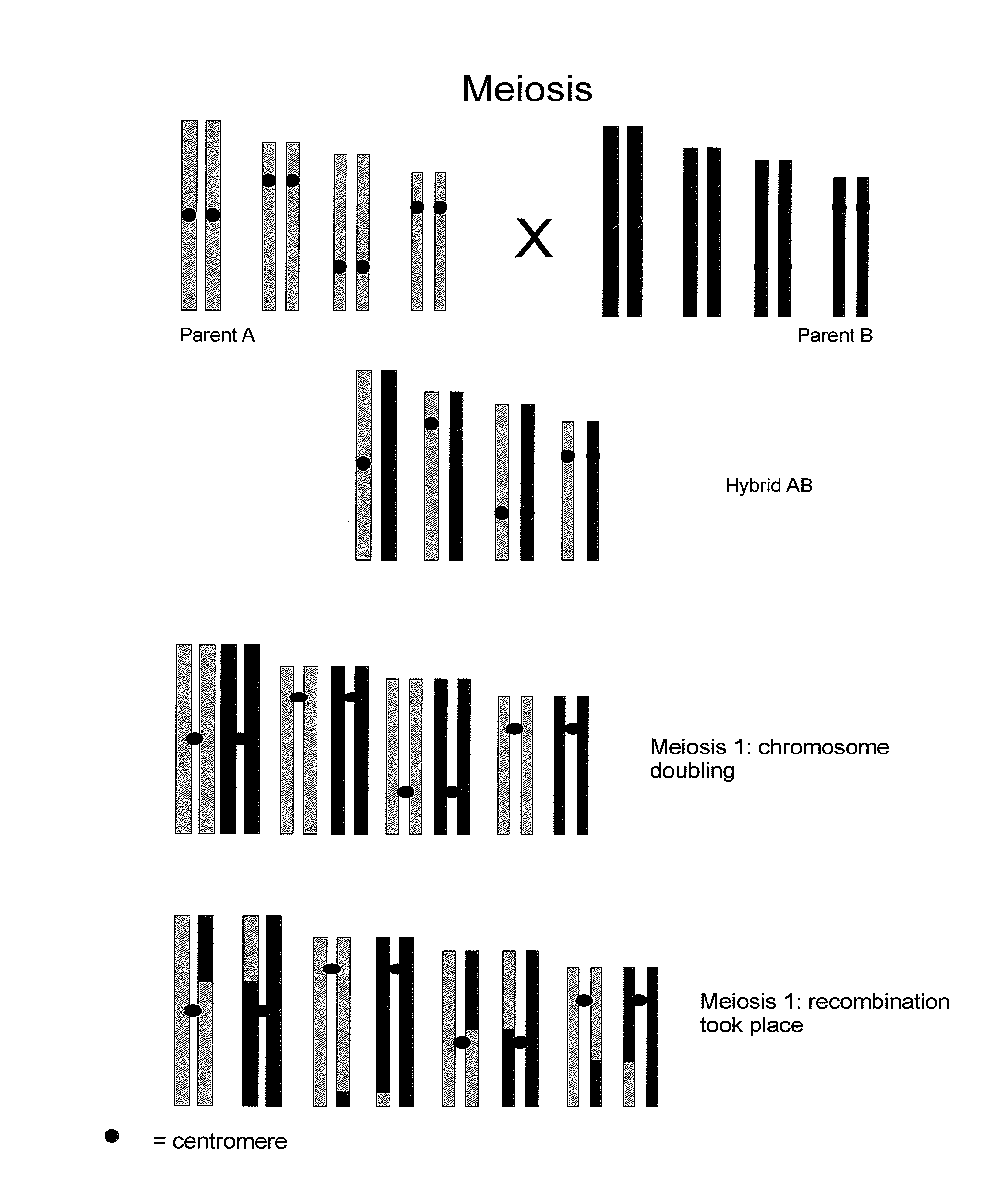 Reverse Progeny Mapping