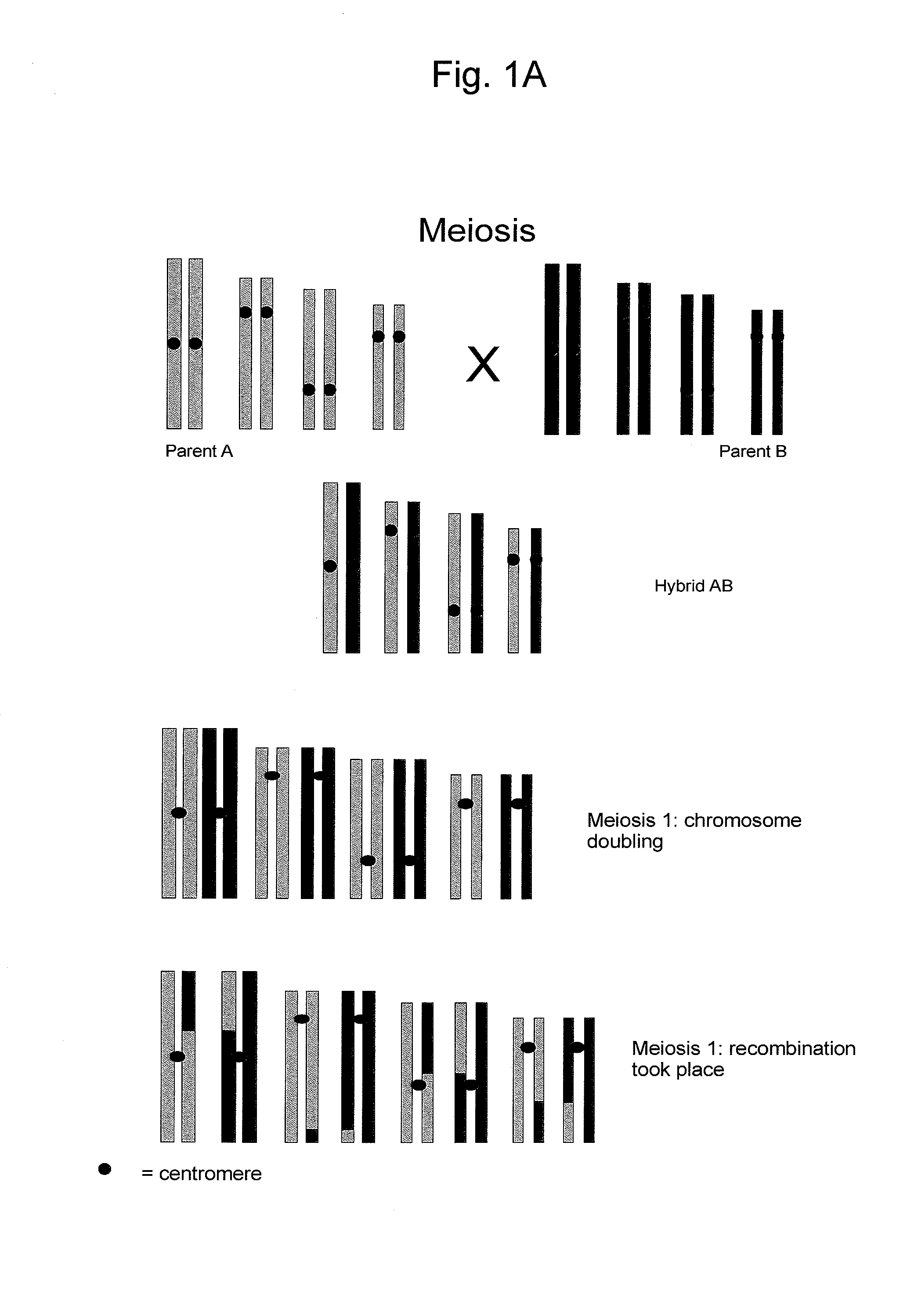 Reverse Progeny Mapping