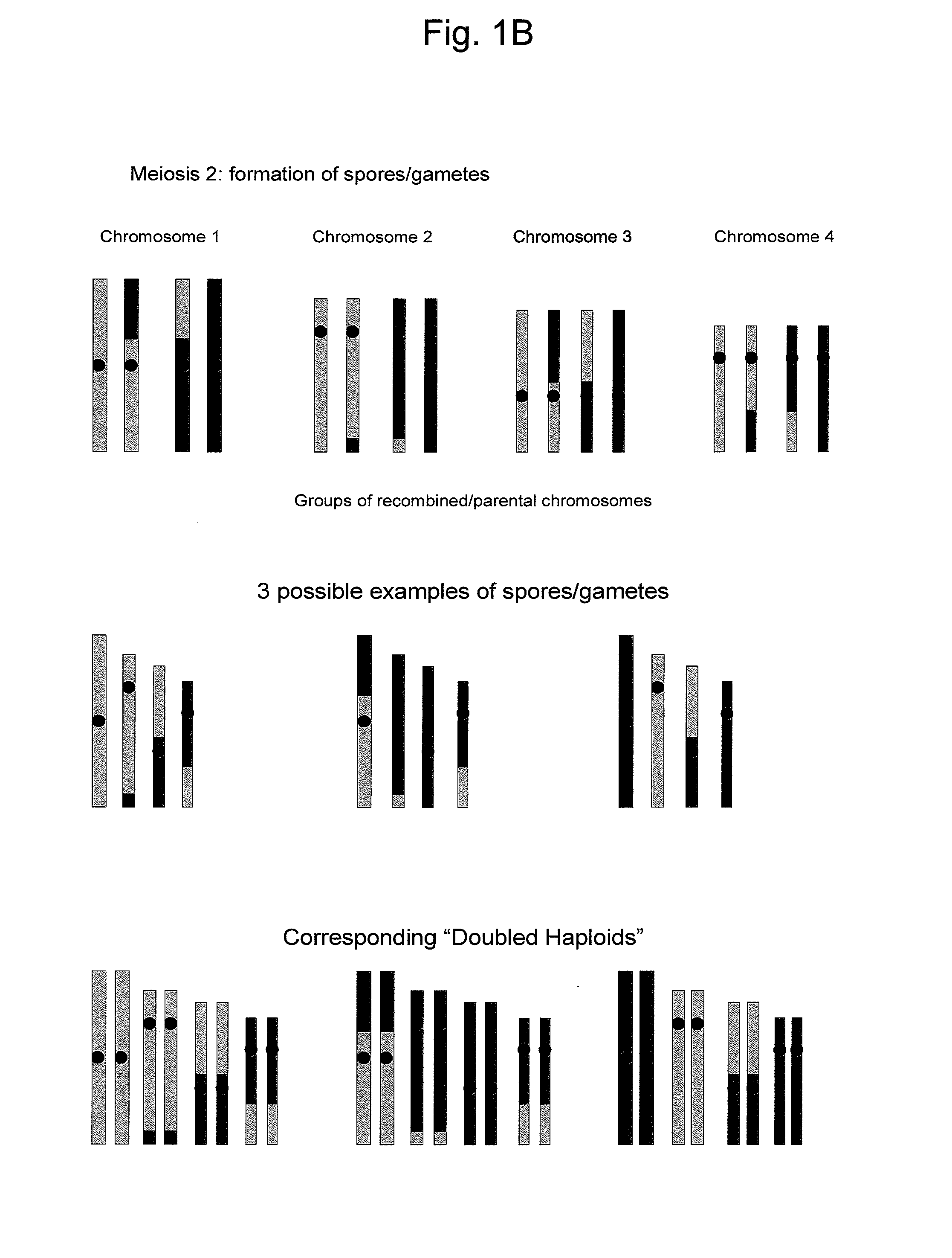 Reverse Progeny Mapping