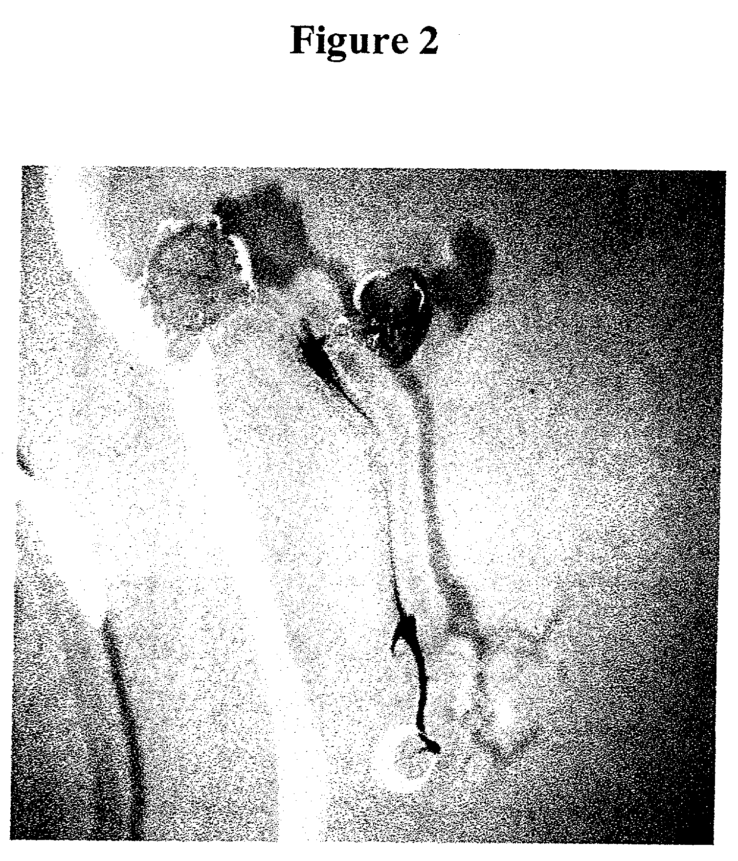 Root-specific, stimulant inducible promoter and its use